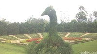 Topiari atau seni memotong pohon berbentuk merak terlihat anggun. Dibutuhkan kurang lebih 25 ribu tanaman berbungga untuk membentuk burung merak, ikonnya Taman Bunga Nusantara (Afif/detikTravel)