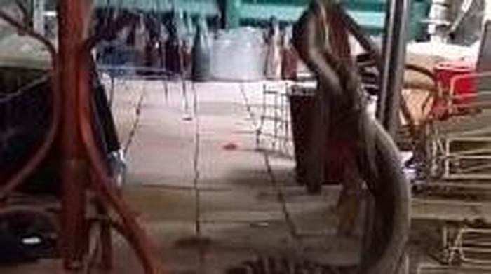 Dua Ular Piton Ini Tampak Bergumul di Dapur Warga Queensland