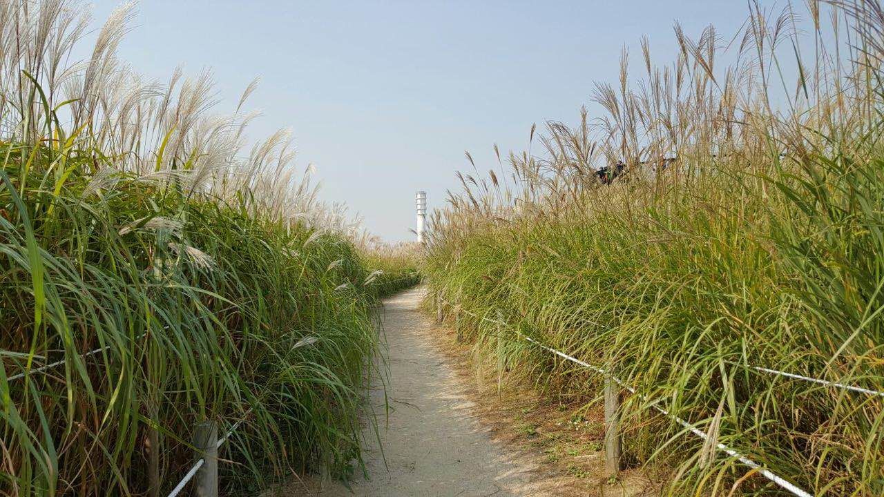 Ilalang liar di Haneul Park