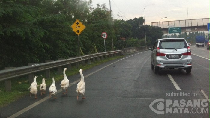 Awas! Ada Angsa Berkeliaran di KM 42 Tol JORR