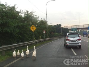 Awas! Ada Angsa Berkeliaran di KM 42 Tol JORR
