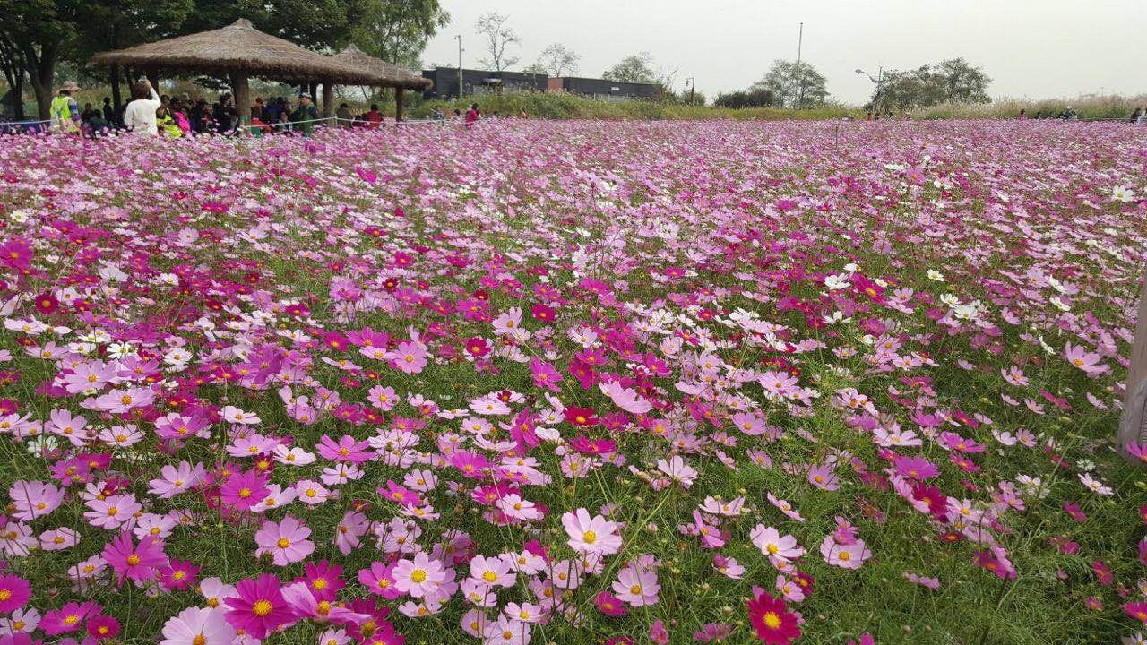 Bunga indah di Haneul Park