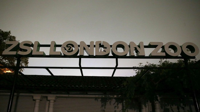 Seekor Gorila Sempat Kabur dari Kandang di Kebun Binatang London