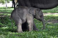 Anak gajah di Taman Nasional Way Kambas | Sumber: detik.com