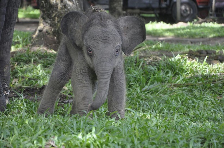 Taman Nasional Way Kambas Sambut Kelahiran 1 Ekor Gajah Betina