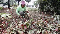 Pekerja Dinas Pertamanan dan Pemakaman DKI memperbaiki tanaman yang rusak.
