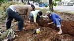 Tanaman Depan Balai Kota yang Rusak Terinjak Diperbaiki