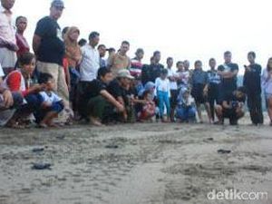 Puluhan Tukik Dilepas di Pantai Serang Blitar