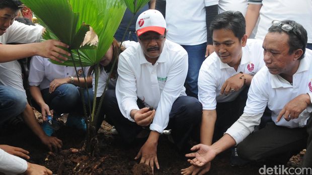 Djarot merapikan taman