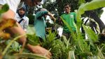 Djarot dan Relawan Benahi Taman Depan Balai Kota