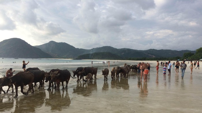 Yang Unik di Lombok, Selfie Bareng Kerbau di Pantai