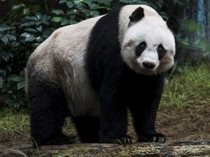 Seorang Pria Bergulat dengan Panda Raksasa di China, Videonya Viral