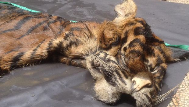 Kulit harimau itu akan dijual dengan harga Rp 70 juta.