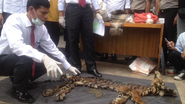 Polisi gagalkan penjualan kulit harimau di Medan