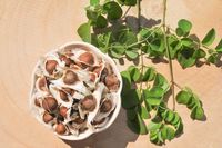 Moringa, Nangka dan Air Kaktus akan Jadi Makanan Sehat yang Populer di Masa Depan
