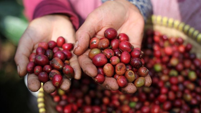 Kopi Arabika Indonesia Mulai Merambah Pasar Qatar