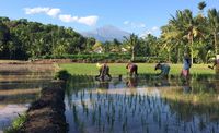Kegiatan bersawah di desa saja sudah jadi daya tarik bagi wisatawan (Ahmad Masaul Khoiri/detikTravel)
