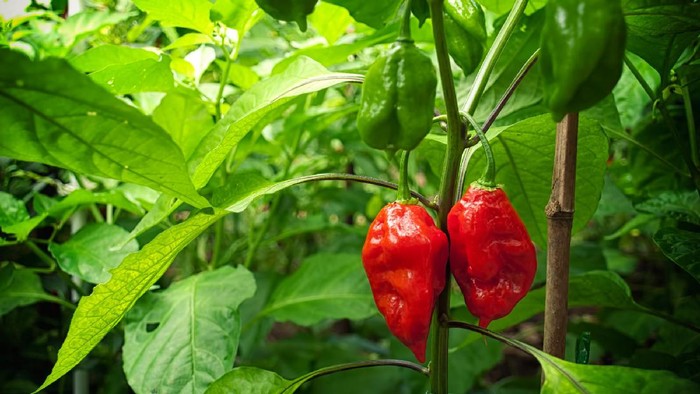 Kerongkongan Pria Ini Berlubang Gara-gara Cabai Setan