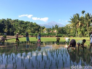 Jalur Pendakian Baru Gunung Rinjani Ada di Desa Wisata Tertua Lombok: Tete Batu