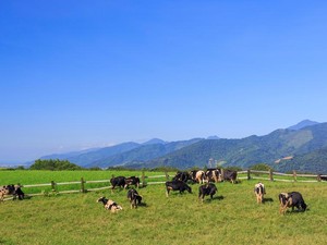 Istilah Clean Labels dan Regenerative Grazing akan Populer di Dunia Kuliner