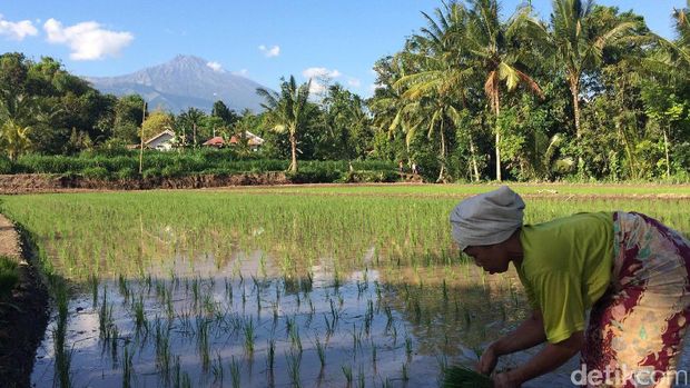 Suasana seperti di Ubud, Bali (Masaul/detikTravel)