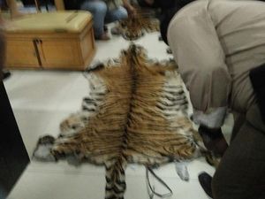 KLHK Tetapkan 3 Orang Tersangka Kasus Perdagangan Kulit Harimau