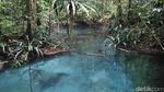 Foto: Sungai Berwarna Biru di Raja Ampat