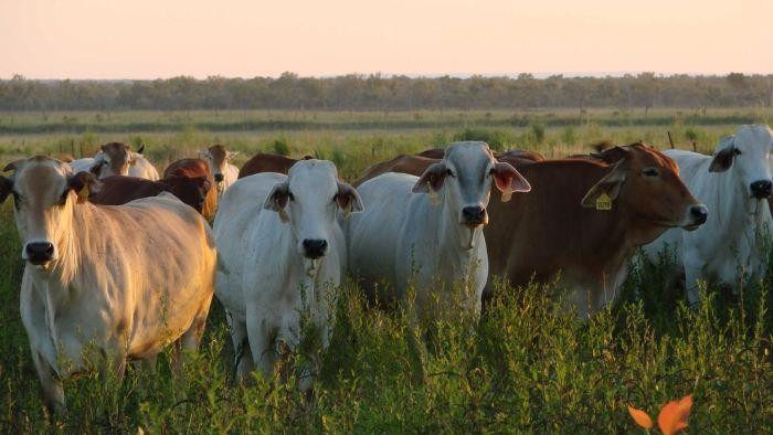Pengiriman Pertama Sapi Australia ke Kalimantan