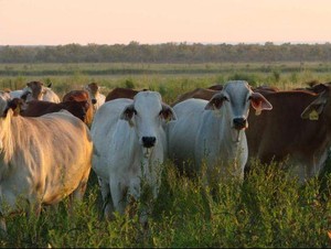 Pengiriman Pertama Sapi Australia ke Kalimantan