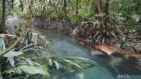 Benar saja, Kalibiru ini benar-benar indah. Airnya biru jernih bak kristal, hingga dasar sungainya pun kelihatan! (Wahyu/detikTravel)