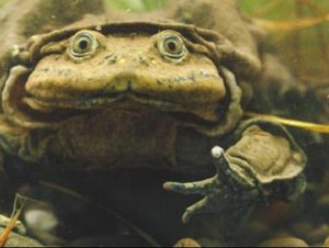 Sekitar 10.000 Ekor Katak Mati Misterius di Peru