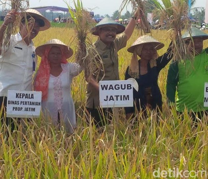 Jawa Timur Berupaya Mempertahankan Target Produksi Padi
