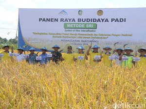 Petani Banyuwangi Panen Raya Padi dengan Metode SRI