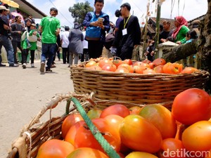 Begini Sejarah Perang Tomat di Bandung