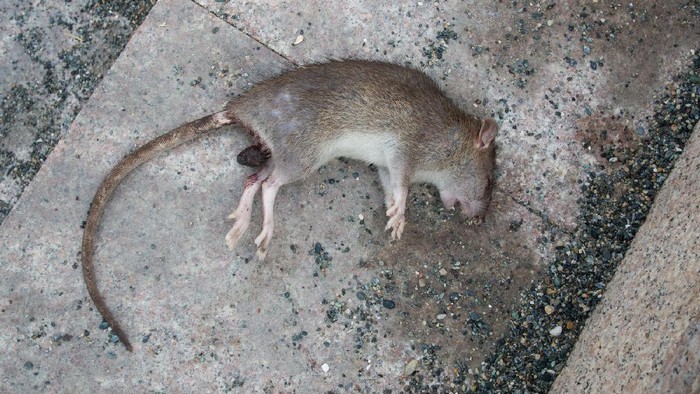 Ilustrasi tikus