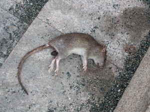 Bukan Cuma Tikus, Ini 5 Hewan yang Bisa Tularkan Penyakit ke Manusia