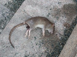 Image 109: Ada Bangkai Tikus di Rumah? Jangan Langsung Dipegang!