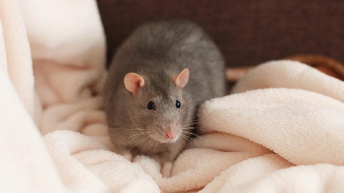 Ilumwan berhasil sembuhkan HIV pada tikus. Foto: Thinkstock Ilumwan berhasil sembuhkan HIV pada tikus. Foto: Thinkstock
