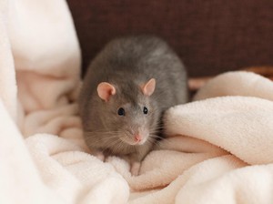 4 Aroma yang Ampuh Usir Tikus, Bisa Pakai Kopi Biar Nggak Balik Lagi