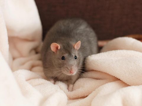 7 Cara Mengusir Tikus Dari Rumah Tanpa Racun 7 Cara Mengusir Tikus Dari Rumah Tanpa Racun