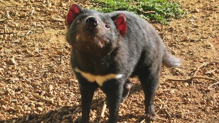 Susu Setan Tasmania Berpotensi Jadi Lawan Bakteri Super