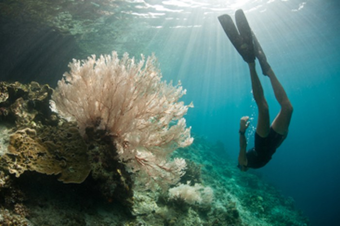 Festival Raja Ampat 2016 Punya Program Baru Try Scuba Diving