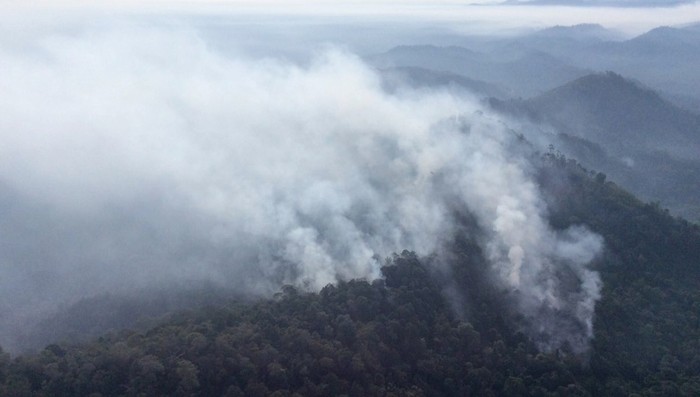 Hutan Lindung Batang Ulak di Kabupaten Kampar Riau Terbakar