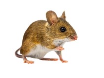 Cara Bersihkan Kotoran Tikus di Rumah, Jangan Dilakukan Sembarangan