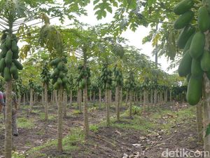 Dulu Dianggap Gila, Kini Petani Asal Lamongan Ini Sukses Bisnis Pepaya Calina