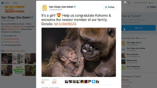 Gemas! Bayi Gorila Lahir di Kebun Binatang San Diego AS