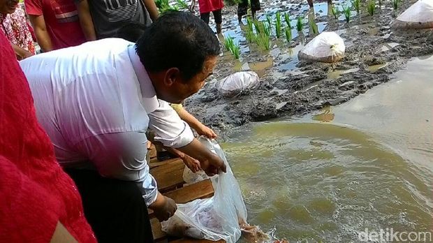 Mentan Amran melepaskan ikan 