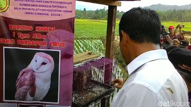 Mentan Amran melihat burung hantu
