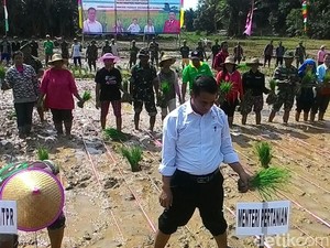 Lepas Sepatu dan Gulung Lengan Kemeja, Mentan Tanam Padi di Entikong