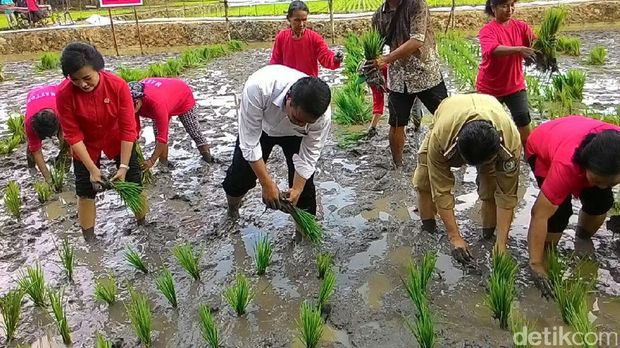 Mentan tanam padi di Kabupaten Landak-Kalbar